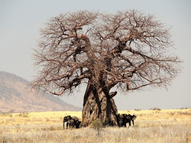 Nature Baobab Tree Africa Tanzania Safari